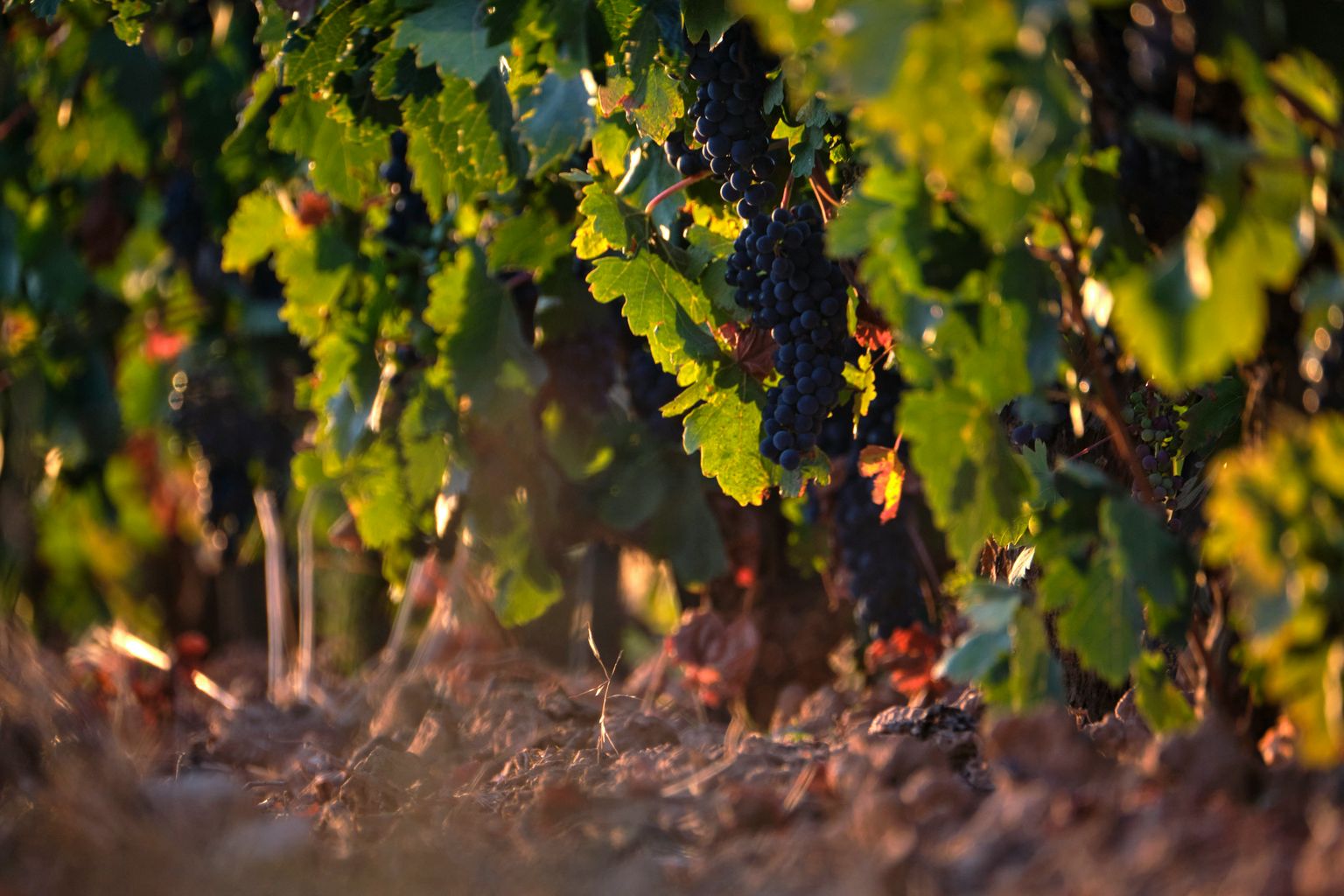 Reife Trauben an einer sonnenbeschienenen Weinrebe, umgeben von grünem Laub.