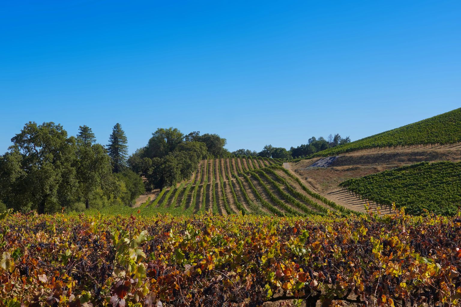 Weinberg mit reifen Trauben unter blauem Himmel und sanften Hügeln.