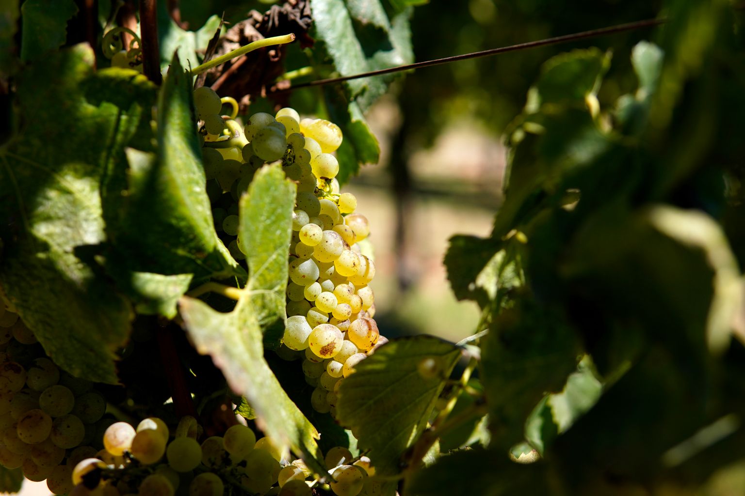 Reife Weinbeeren hängen an grünen Reben in der Sonne.
