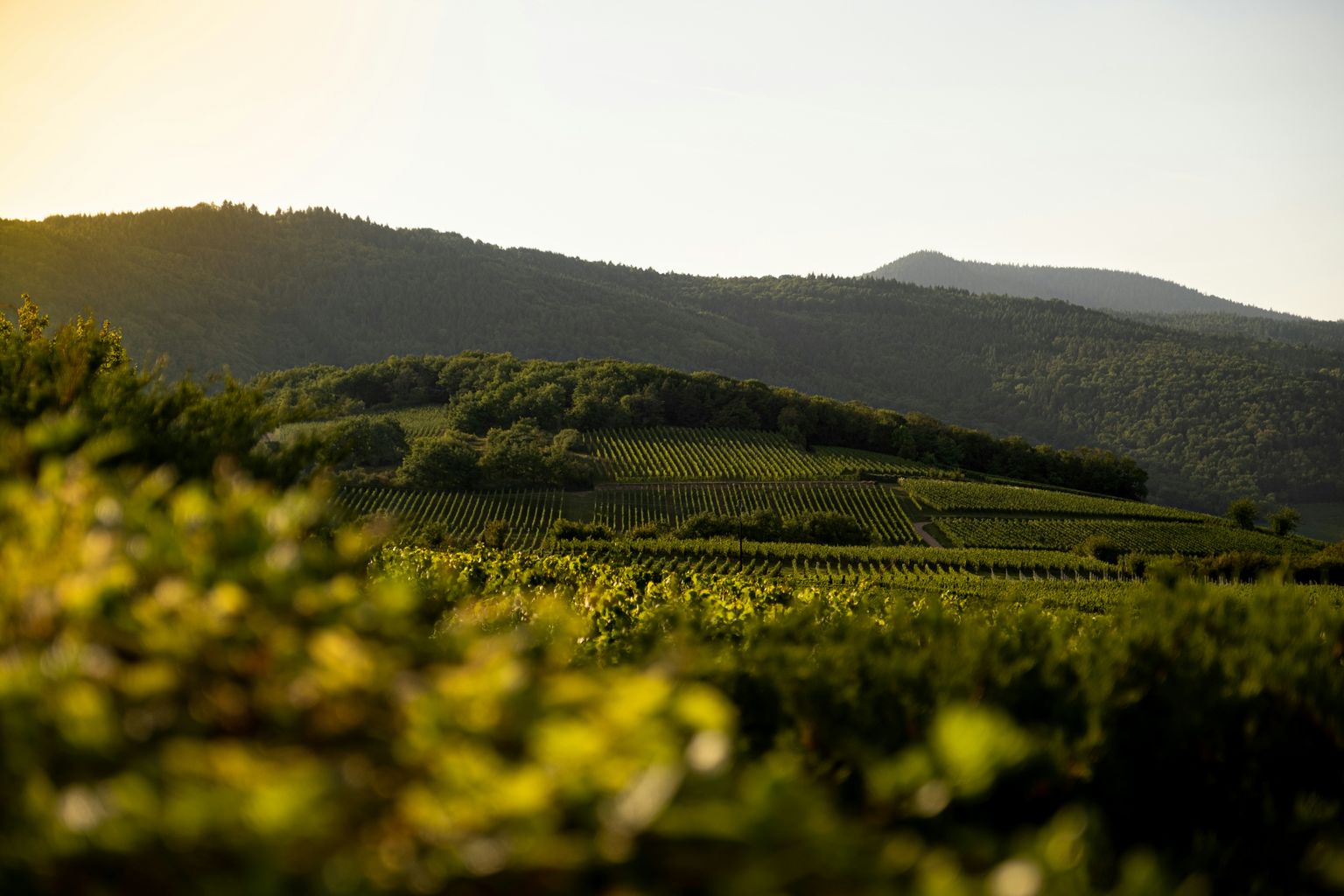 Sonnenuntergang über grünen Weinbergen mit sanften Hügeln im Hintergrund.