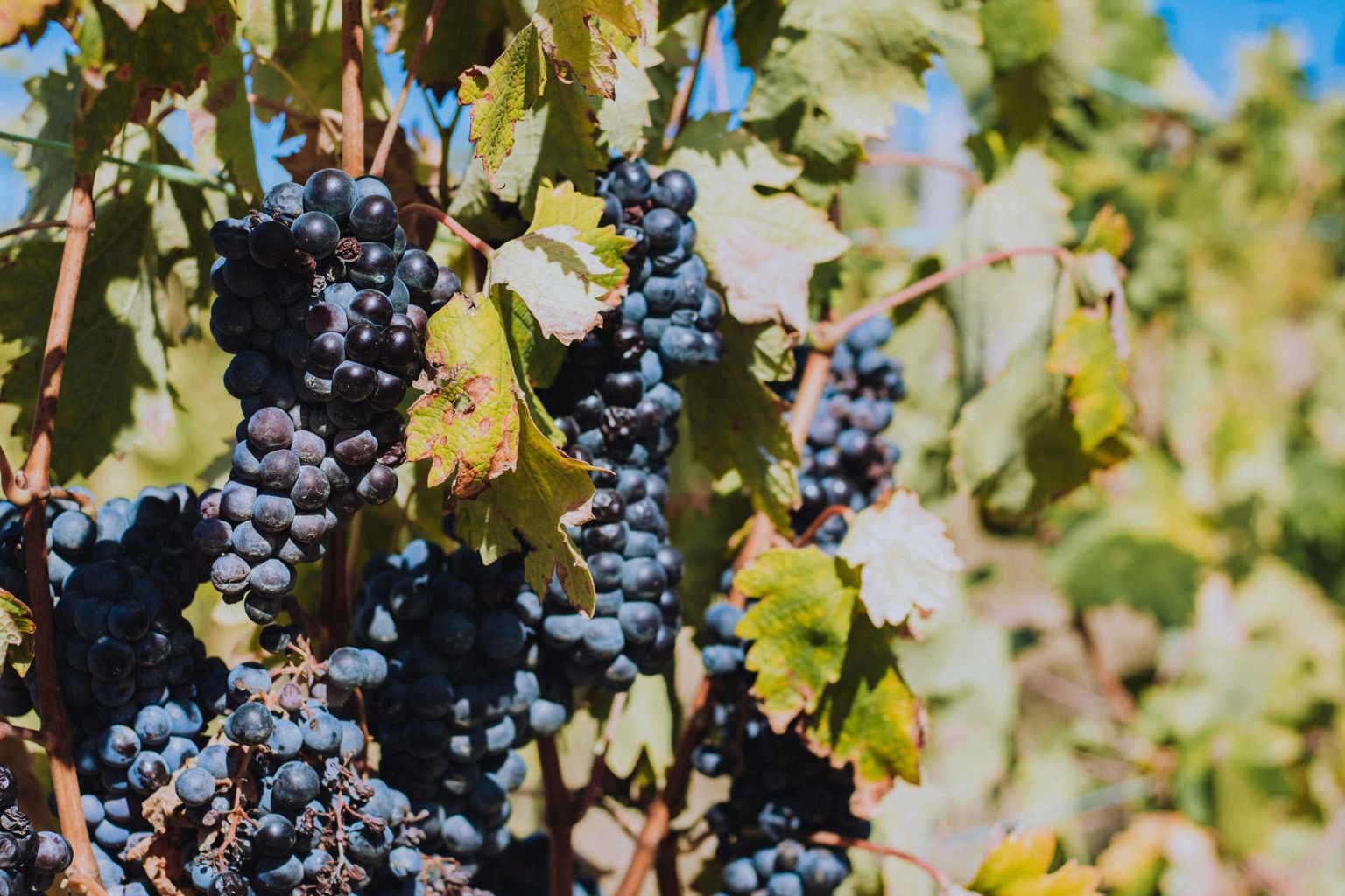 Reife Trauben hängen an grünen Weinreben in der Sonne.