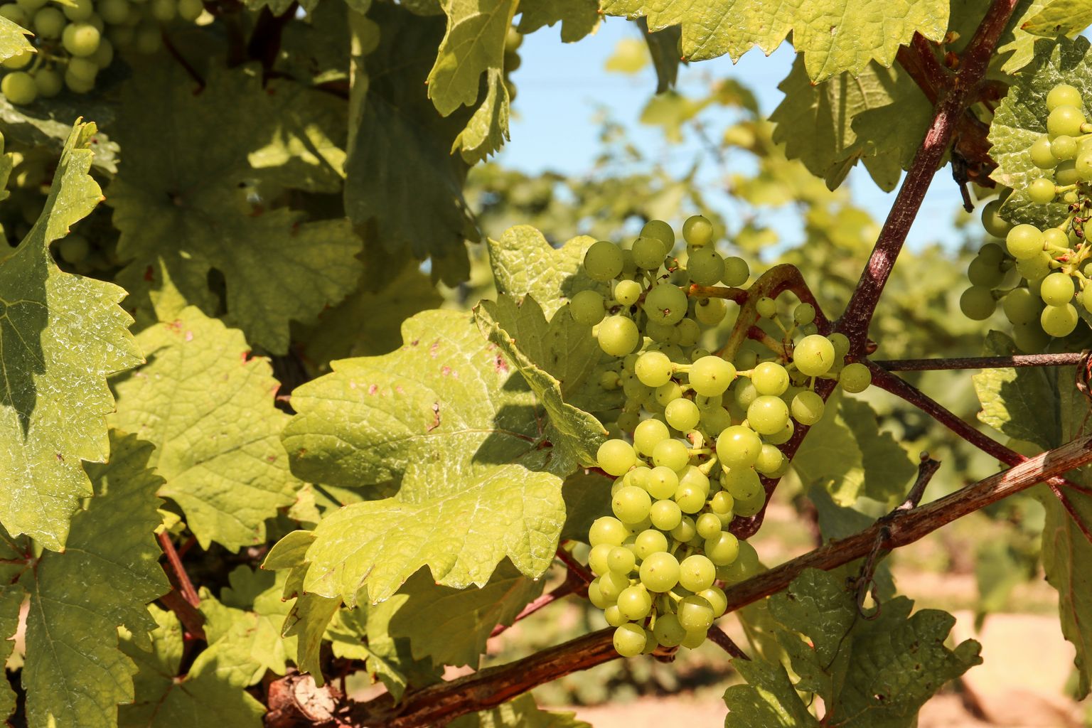 Frische, grüne Weinbeeren hängen an einem sonnenbeschienenen Weinstock mit grünen Blättern.