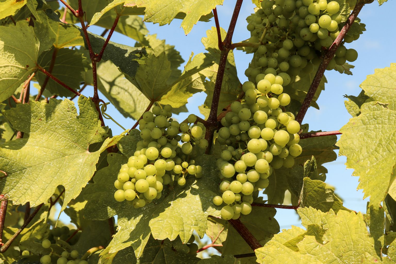 Frische grüne Weinreben mit Trauben an sonniger Pflanze.