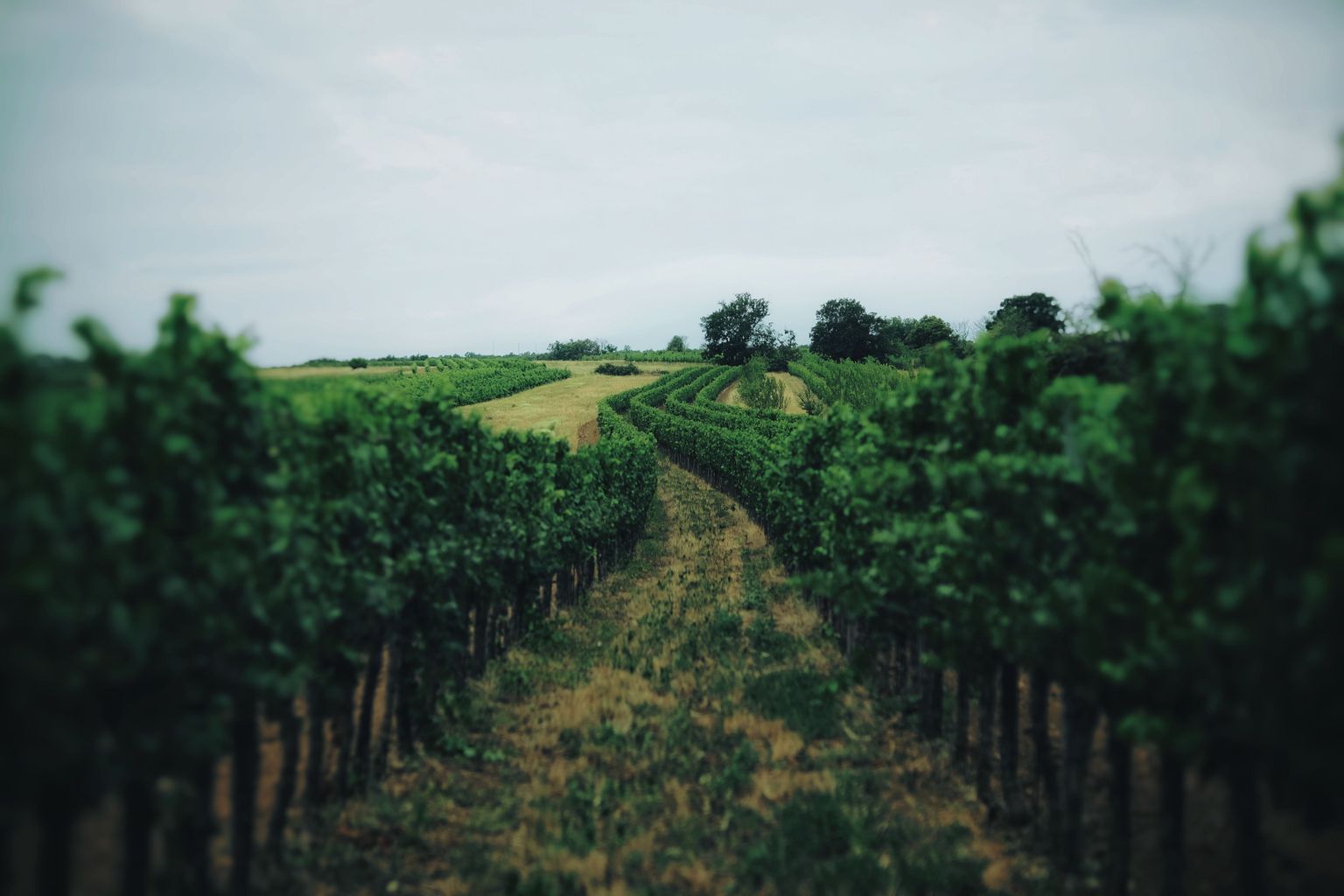 Weinberg mit grünen Reben und schmalem Pfad unter bewölktem Himmel.