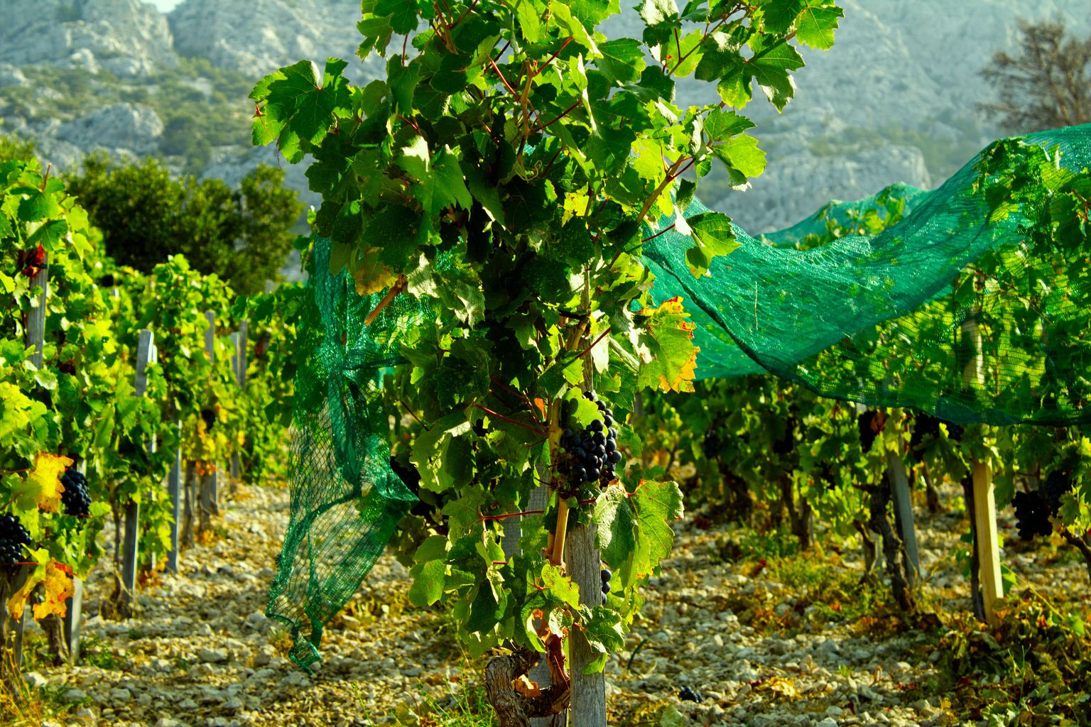 Reife Weinreben mit grünen Blättern und schützendem Netz vor Bergkulisse.