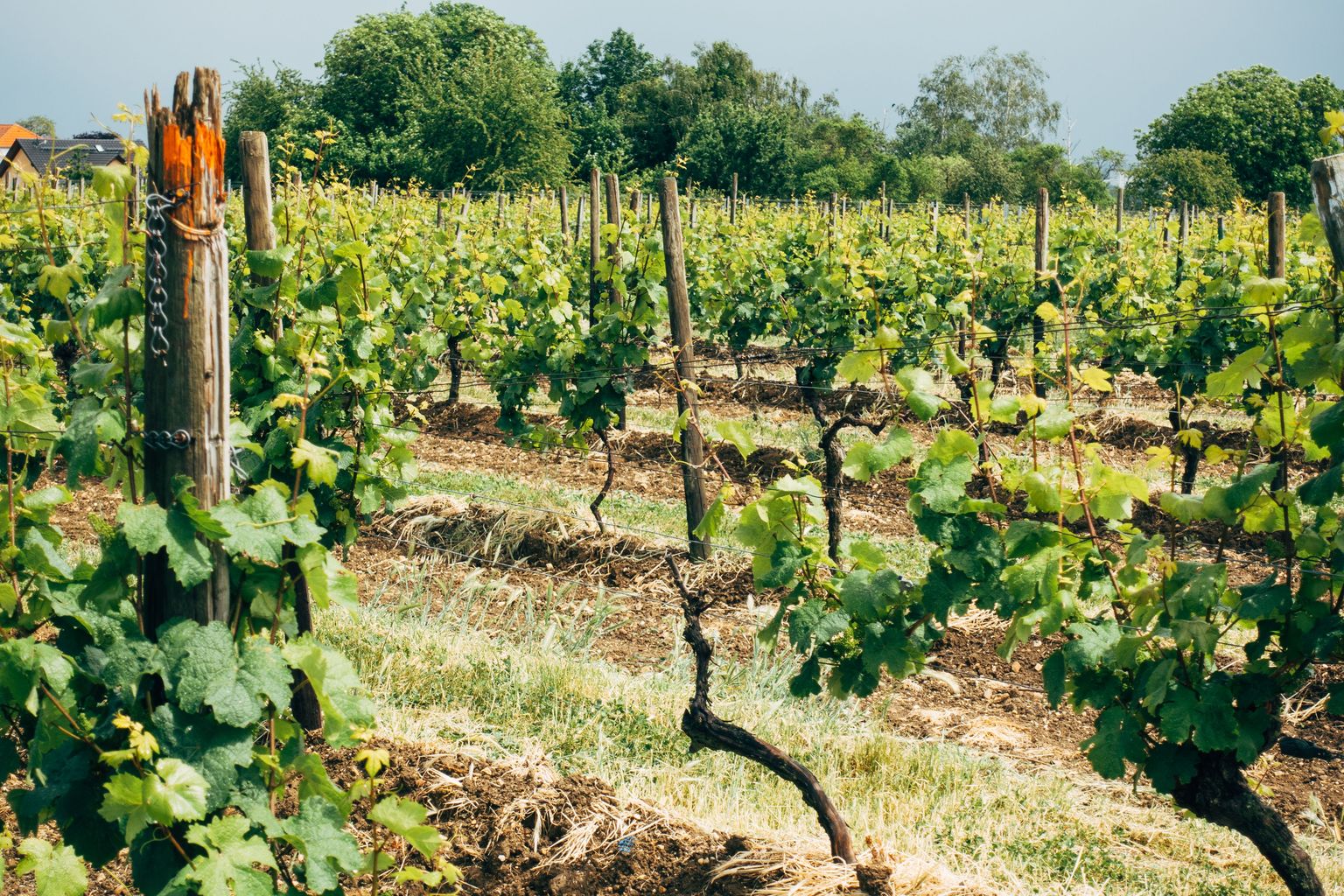 Reife Weinreben in sonnigem Weinberg mit grünen Blättern und Holzpfählen.