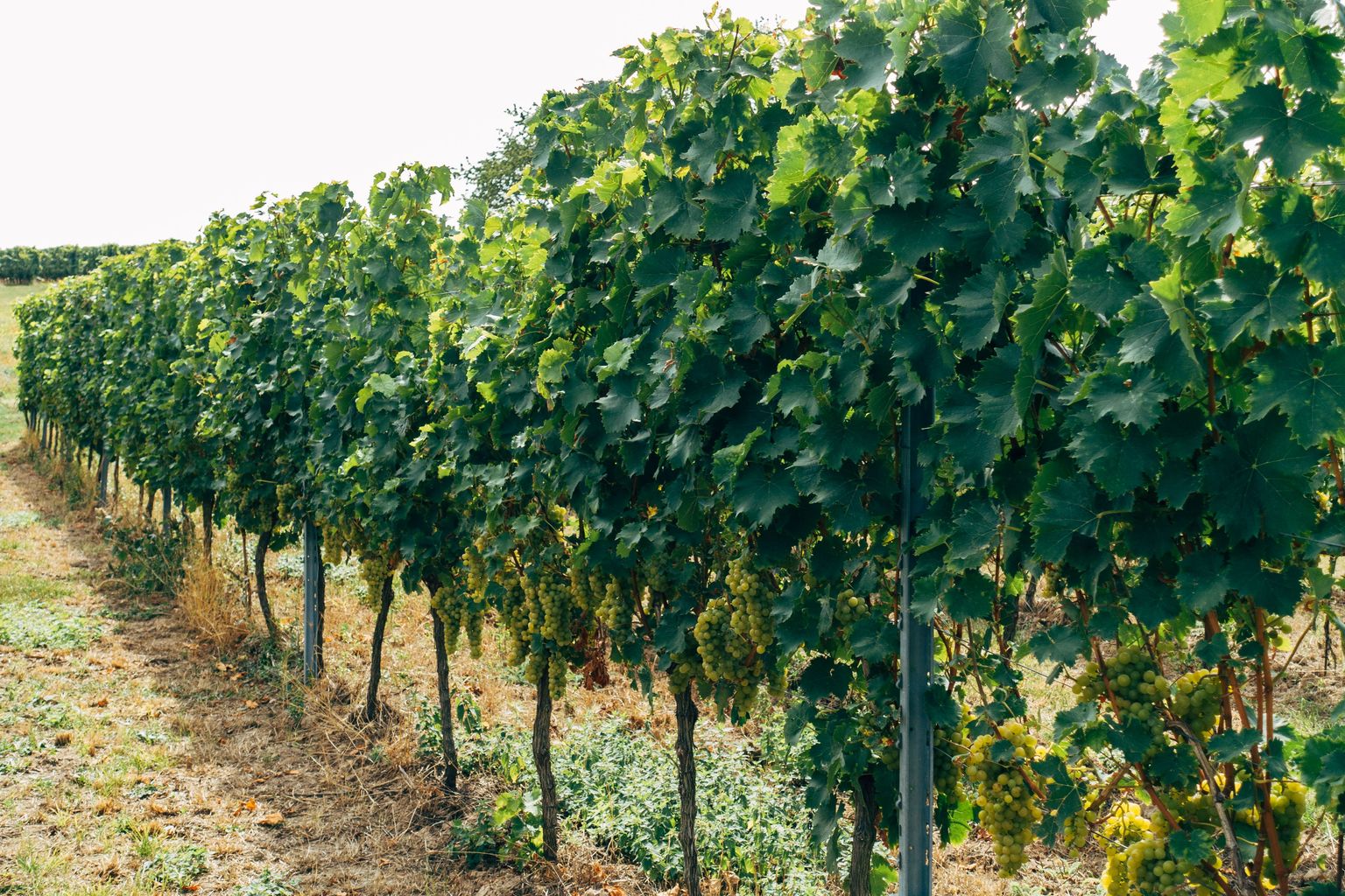 Reihenweise Weinreben mit üppigem Grünlaub auf sonniger Weinplantage.