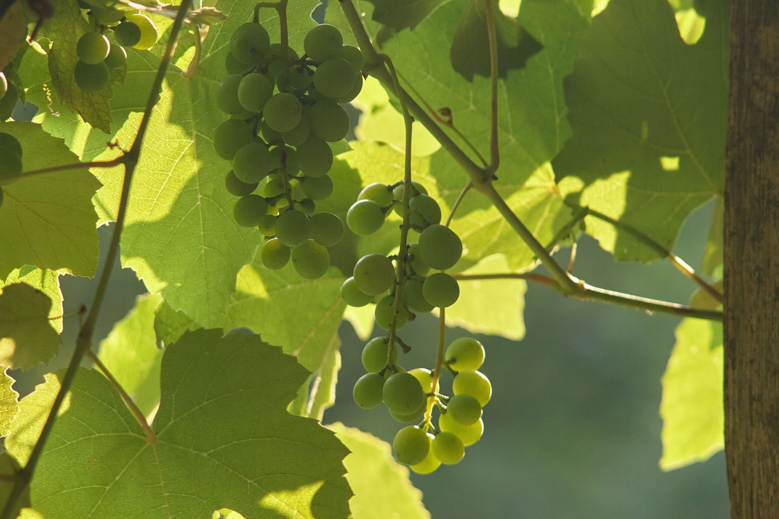 Frische grüne Weinbeeren hängen an sonnenbeschienenen Rebenblättern.