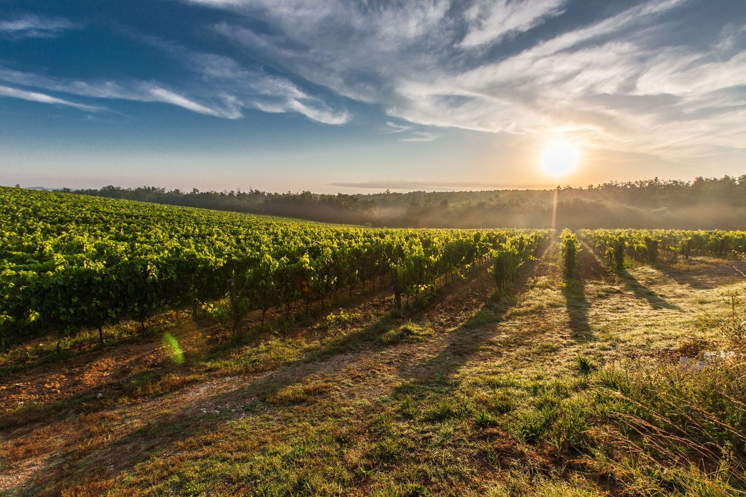 Sonnenaufgang über weiten, geordneten Weinbergen mit sanften Hügeln und klarer Atmosphäre.