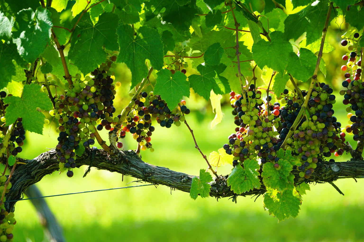 Reife Trauben hängen an grünen Reben in sonnigem Weinberg.