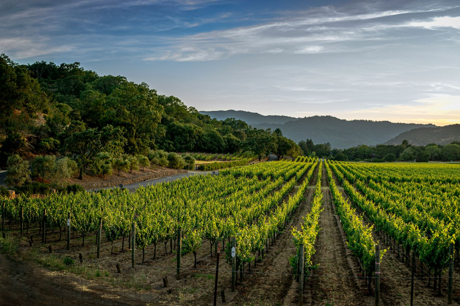 Weinberg mit geordneten Reben bei Sonnenuntergang, umgeben von grünen Hügeln.