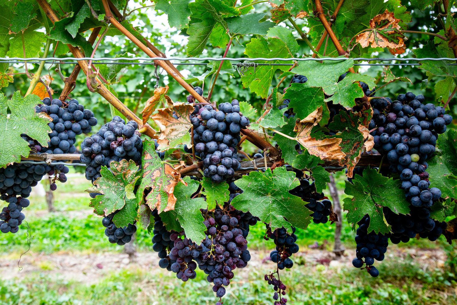 Reife Trauben hängen an einer Weinrebe mit grünen Blättern im Freiland.