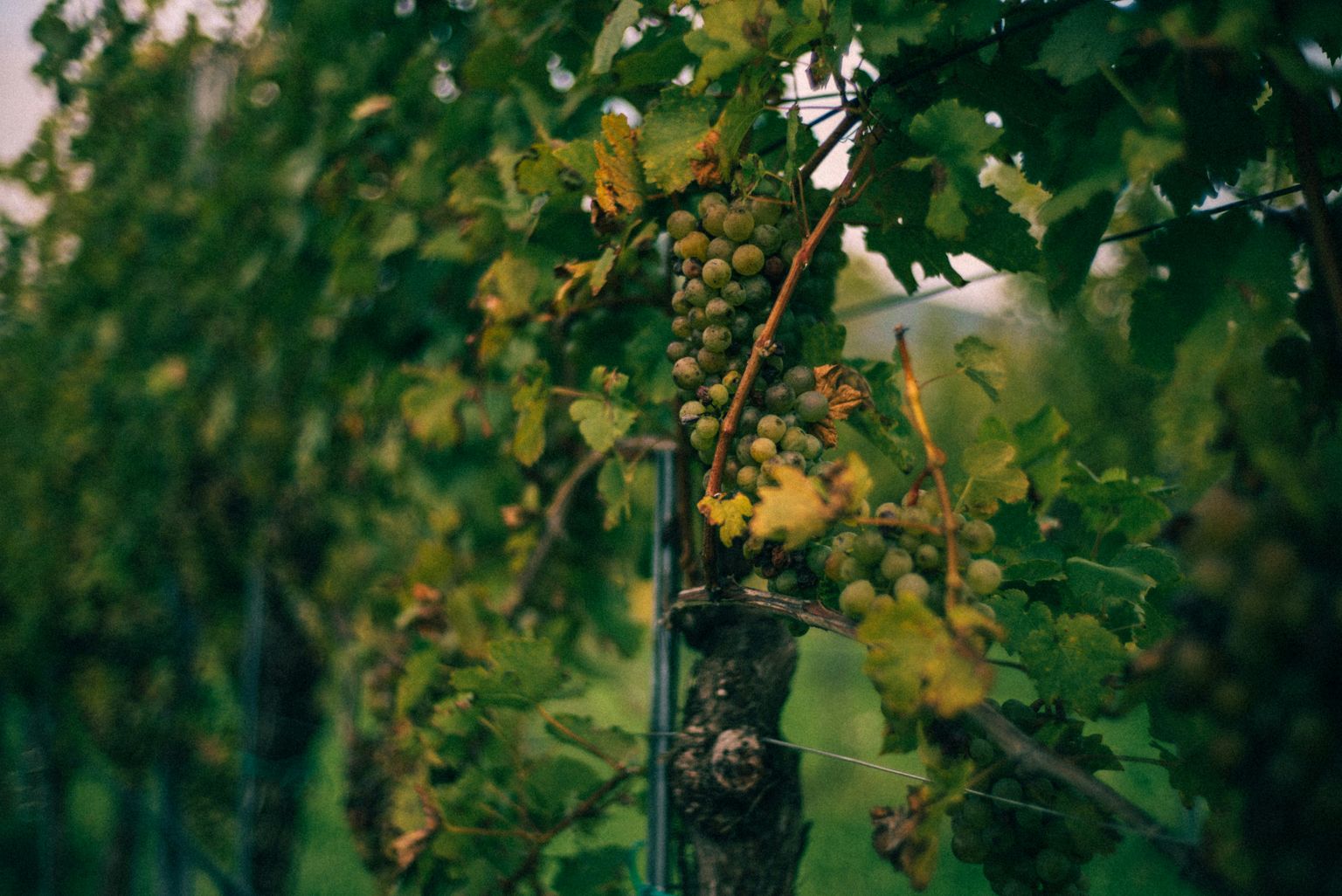 Reife Trauben hängen an grünen Weinreben im Sonnenlicht.
