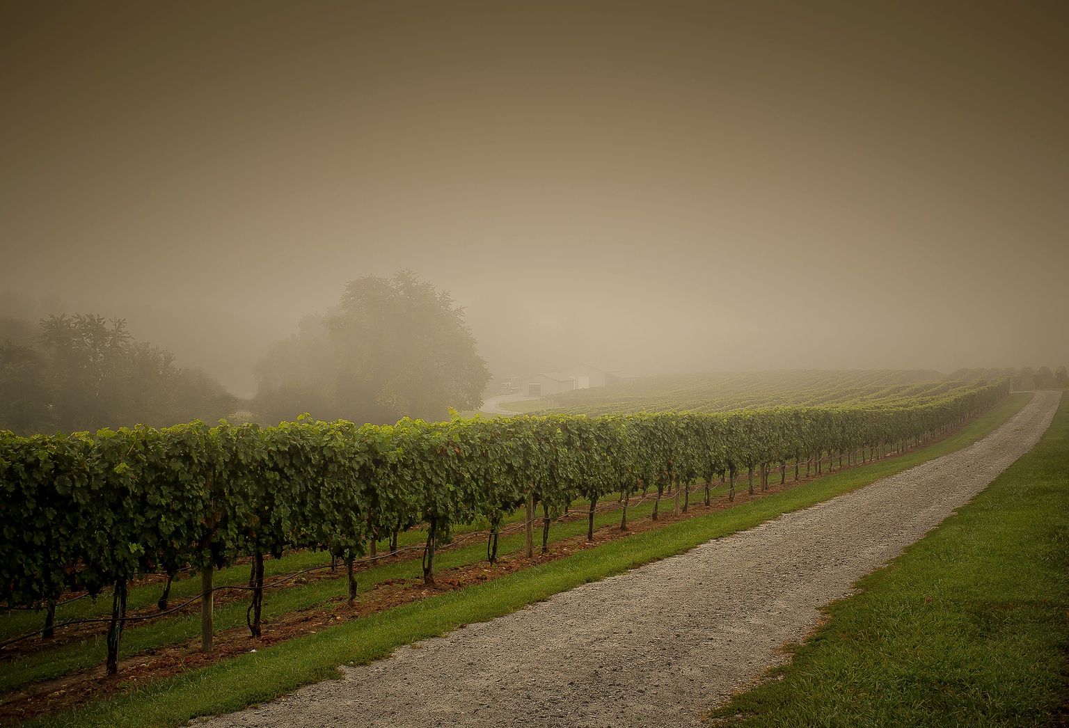 Nebelverhangenes Weinberg-Anlagen mit grünen Reben und schmalem Pfad.