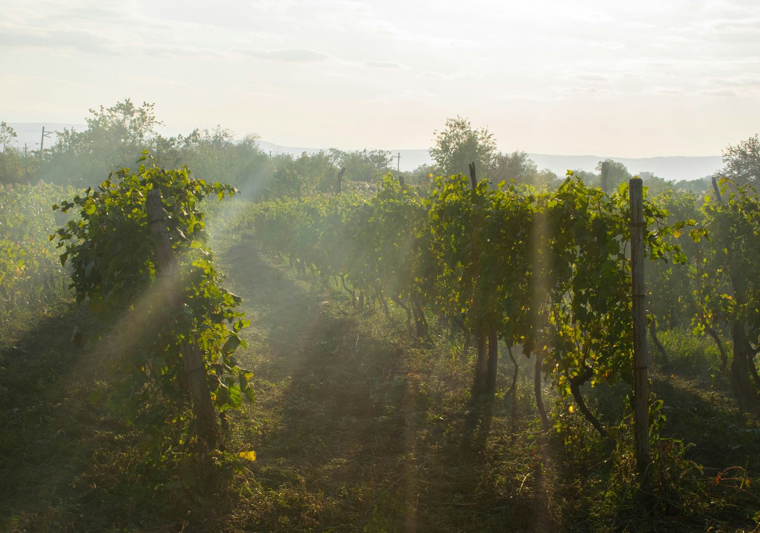Morgenlicht durchs Nebelmeer über grünem Weinberg.