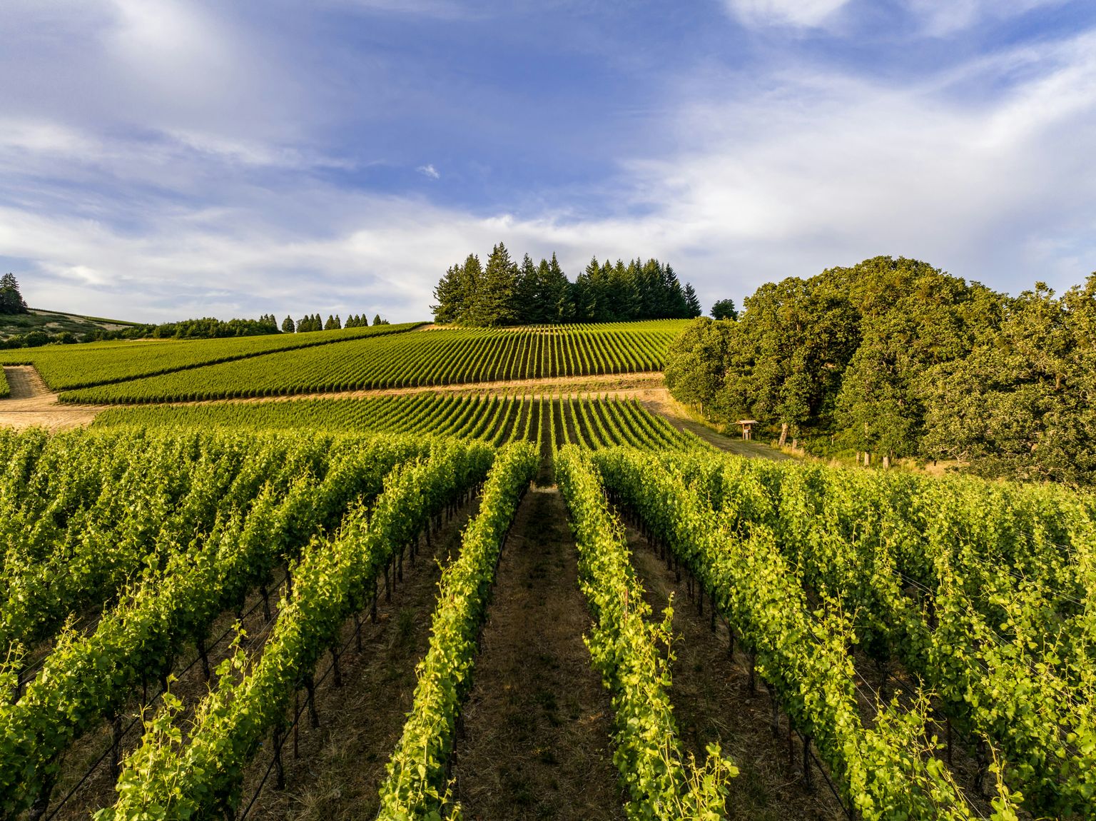 Grüne Weinberge mit ordentlichen Reihen unter blauem Himmel und sanften Hügeln.