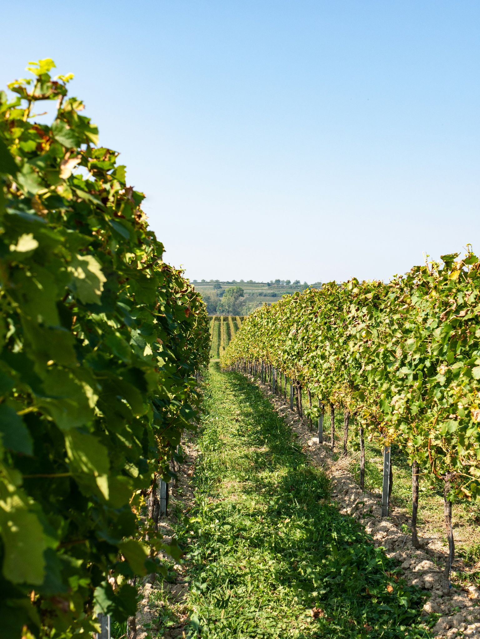 Reihenweise Weinreben in sonniger Weinberglandschaft mit klarer Aussicht.