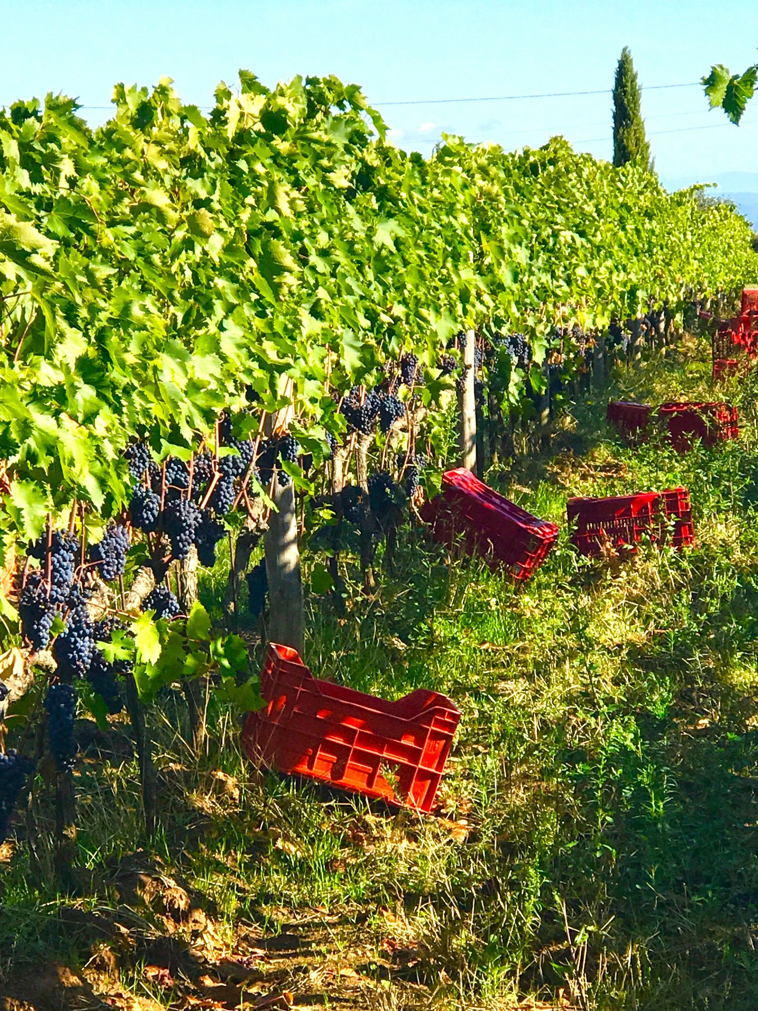 Rote Weinlesekörbe in üppigem Weinberg mit grünen Reben und sonnigem Hintergrund.