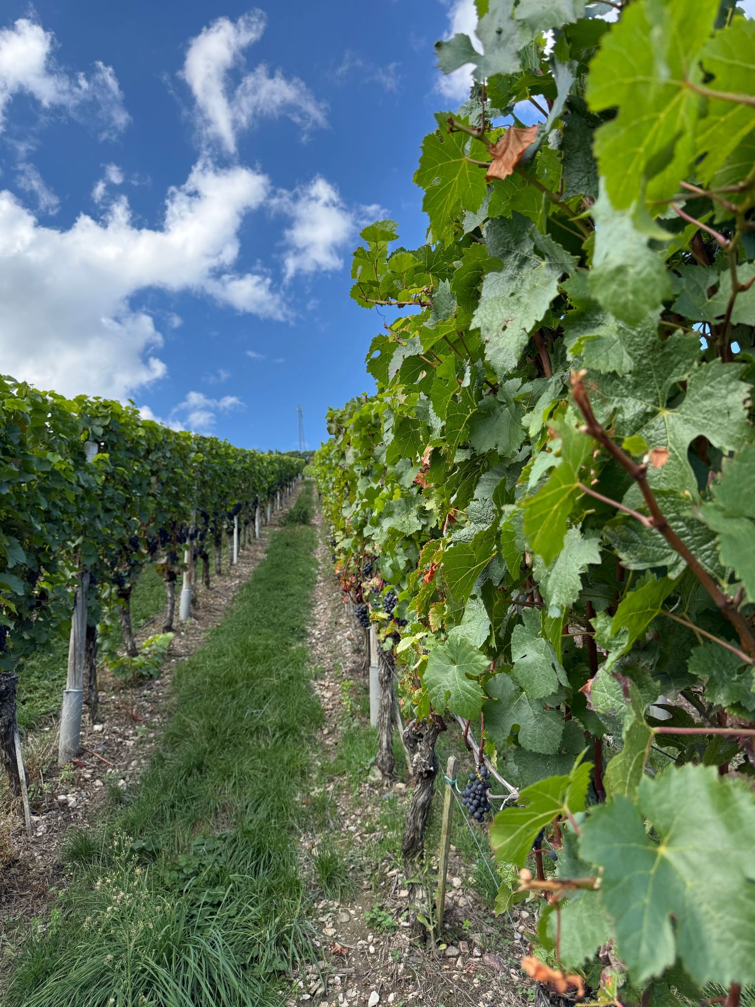Grüne Weinreben in sonniger Rebenzeile mit klarblauem Himmel und weiten Reihen.