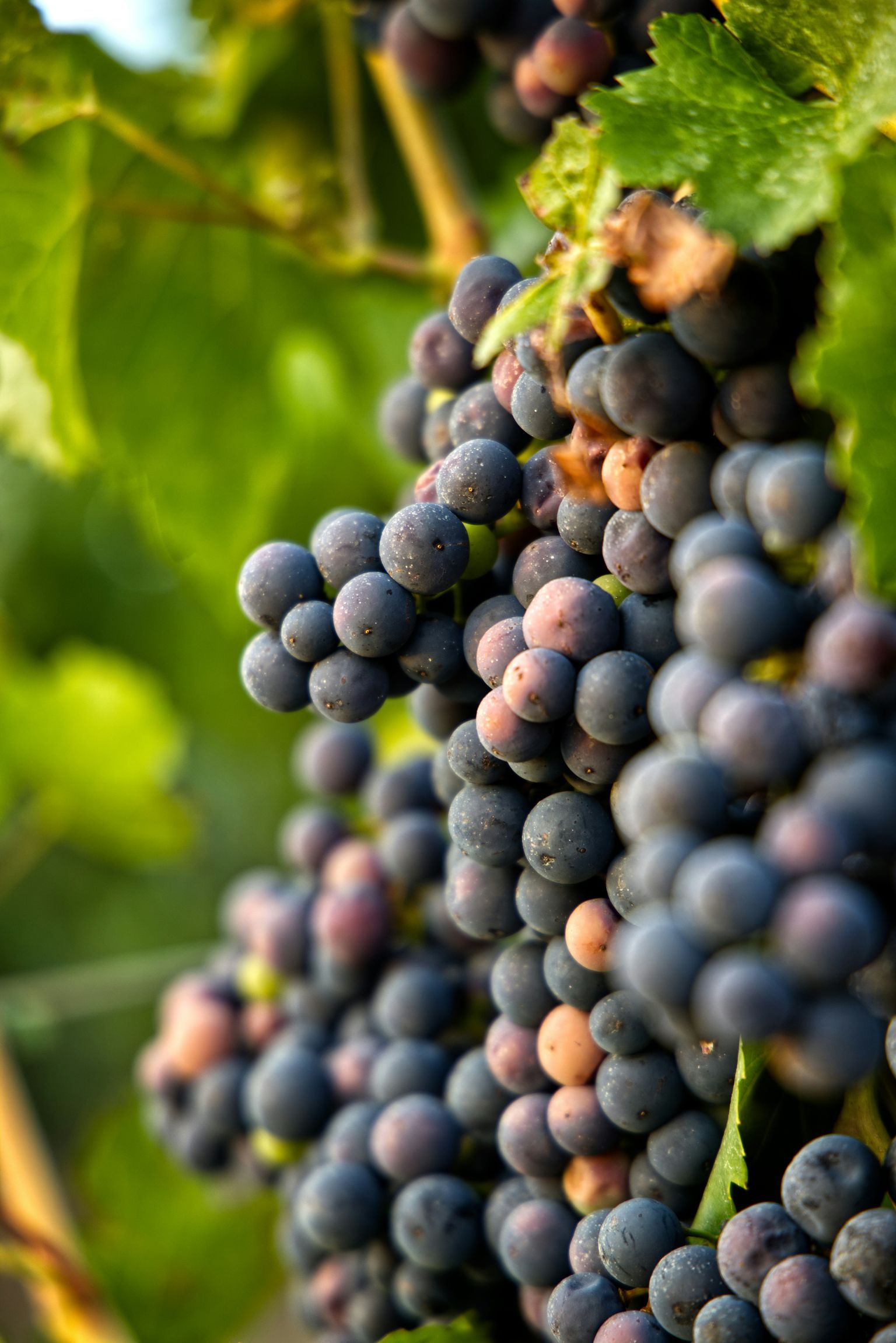 Reife Trauben an der Weinrebe, sonnenbeschienen und frisch.