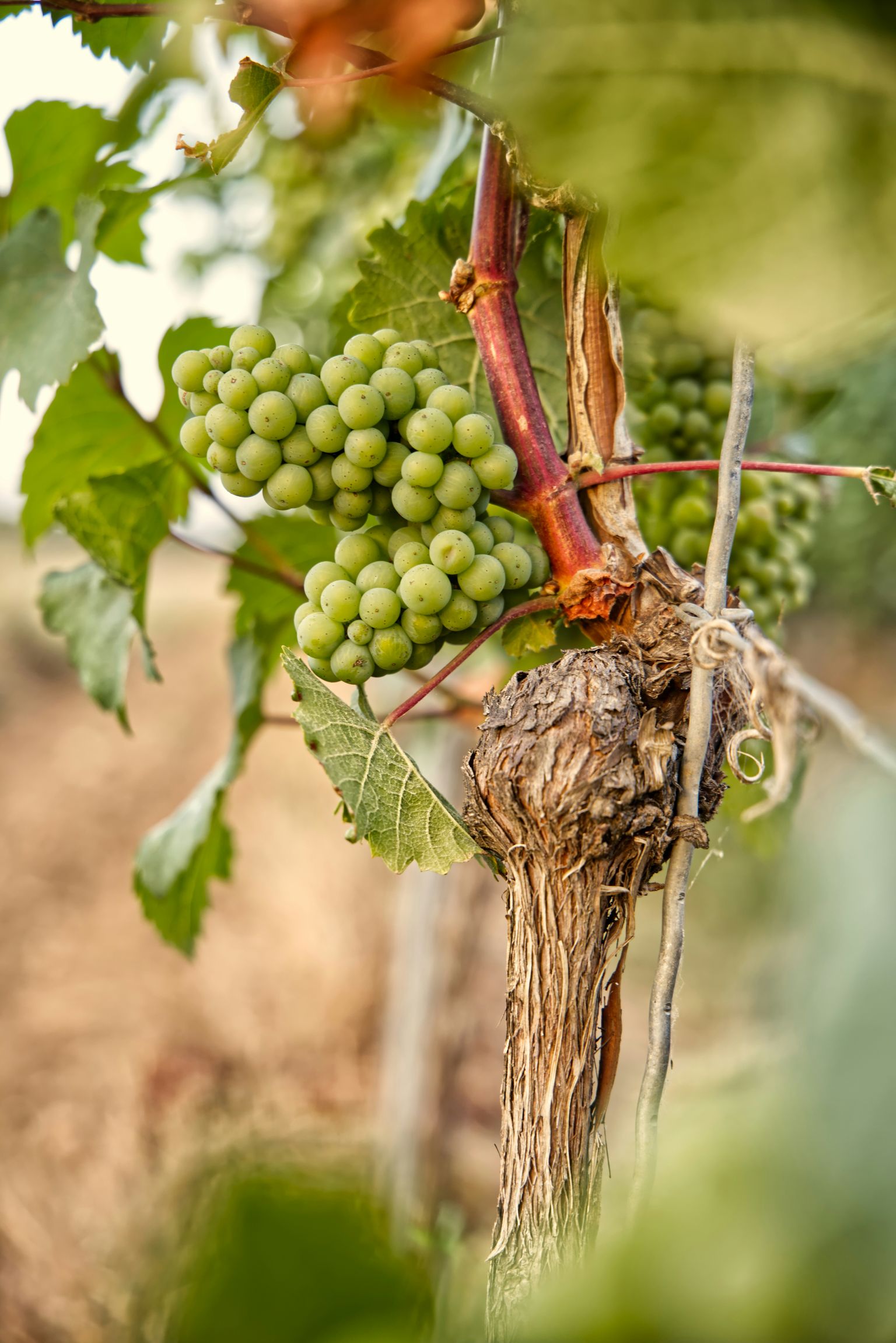 Reife Weinbeeren hängen an der Pflanze mit grünen Blättern und verwelkten Ranken.