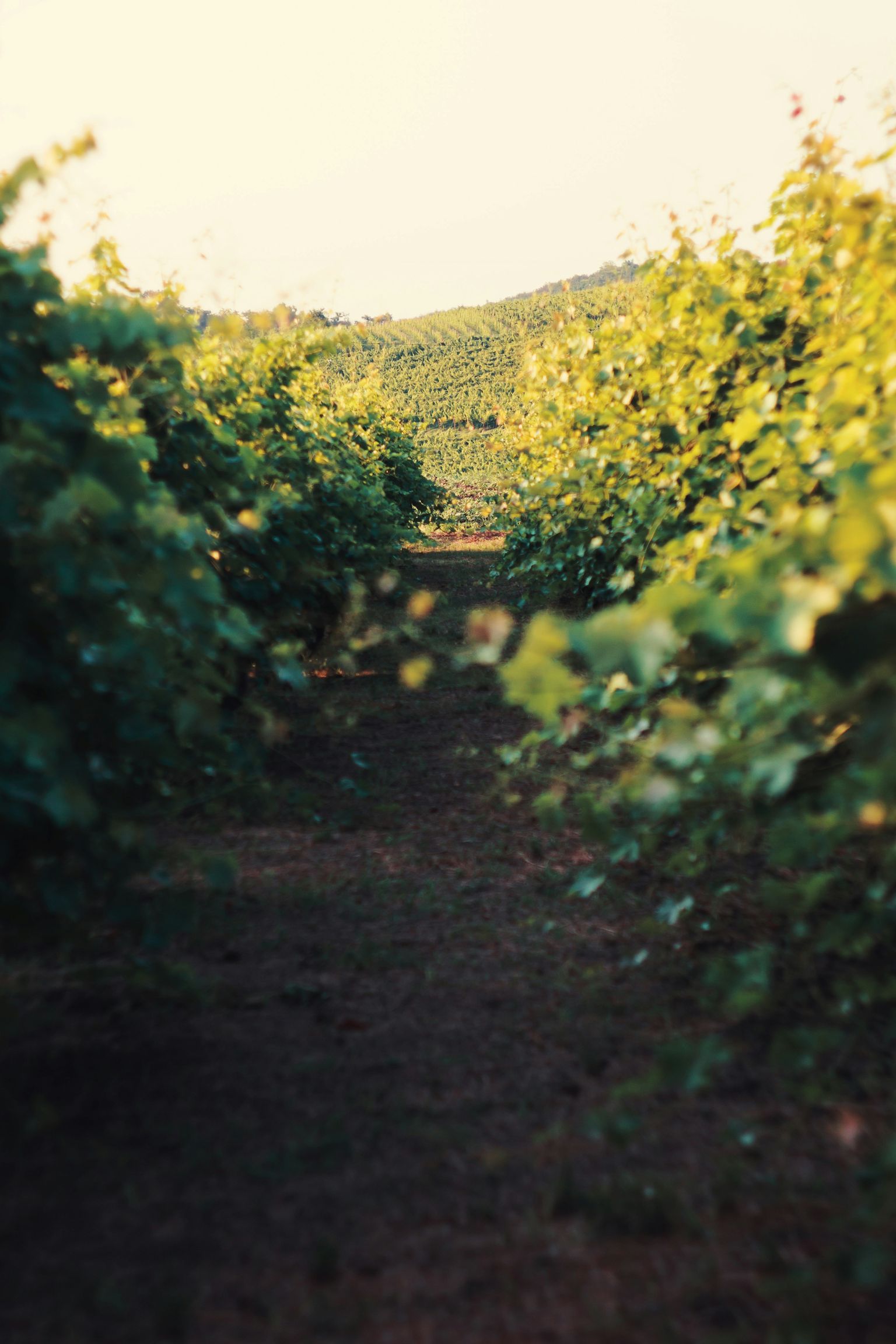 Weinberg mit sonnenbeschienenen Reben und schmalem Pfad in der Natur.