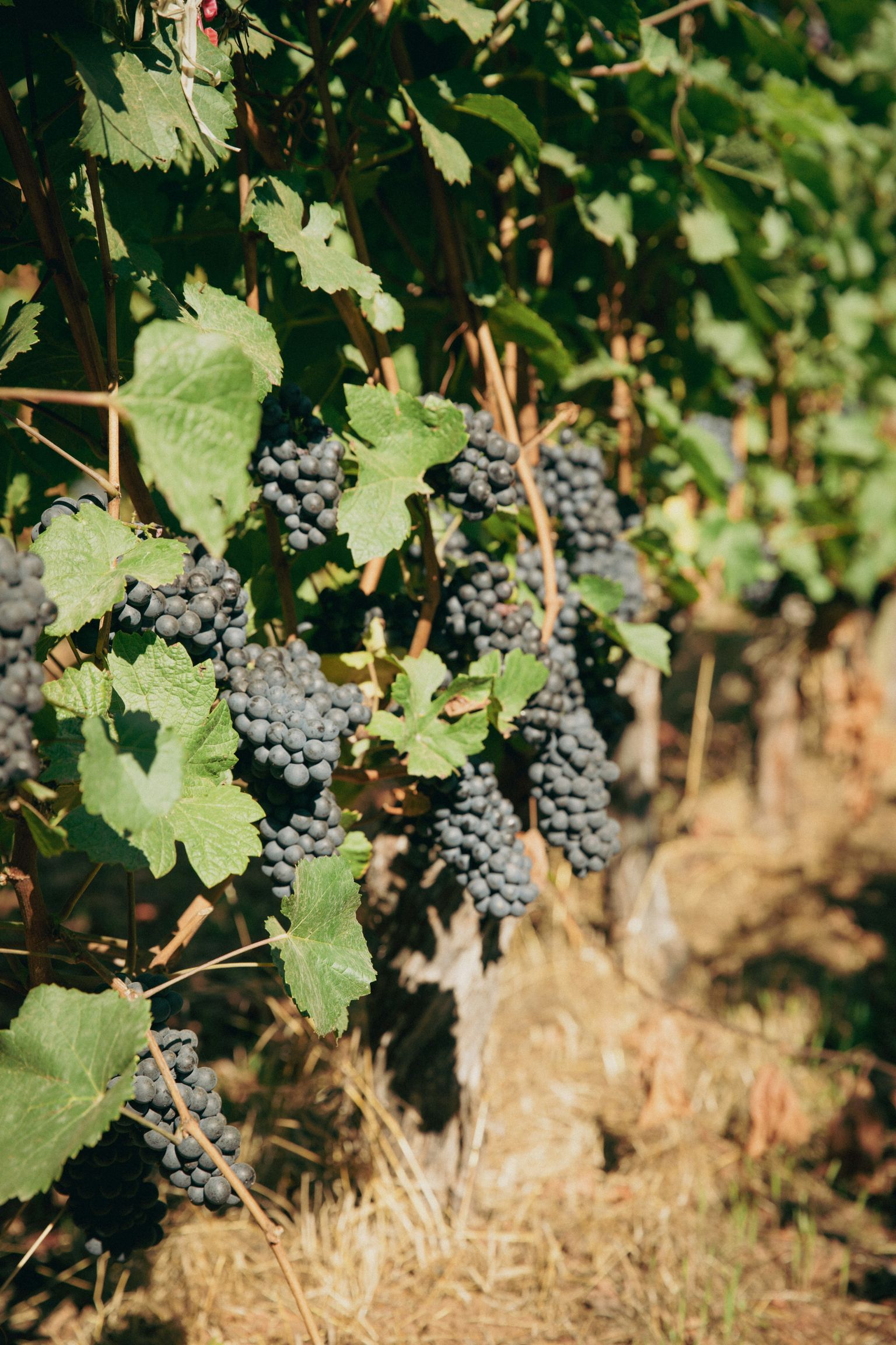 Reife Trauben hängen an grünen Weinreben in der Sonne.