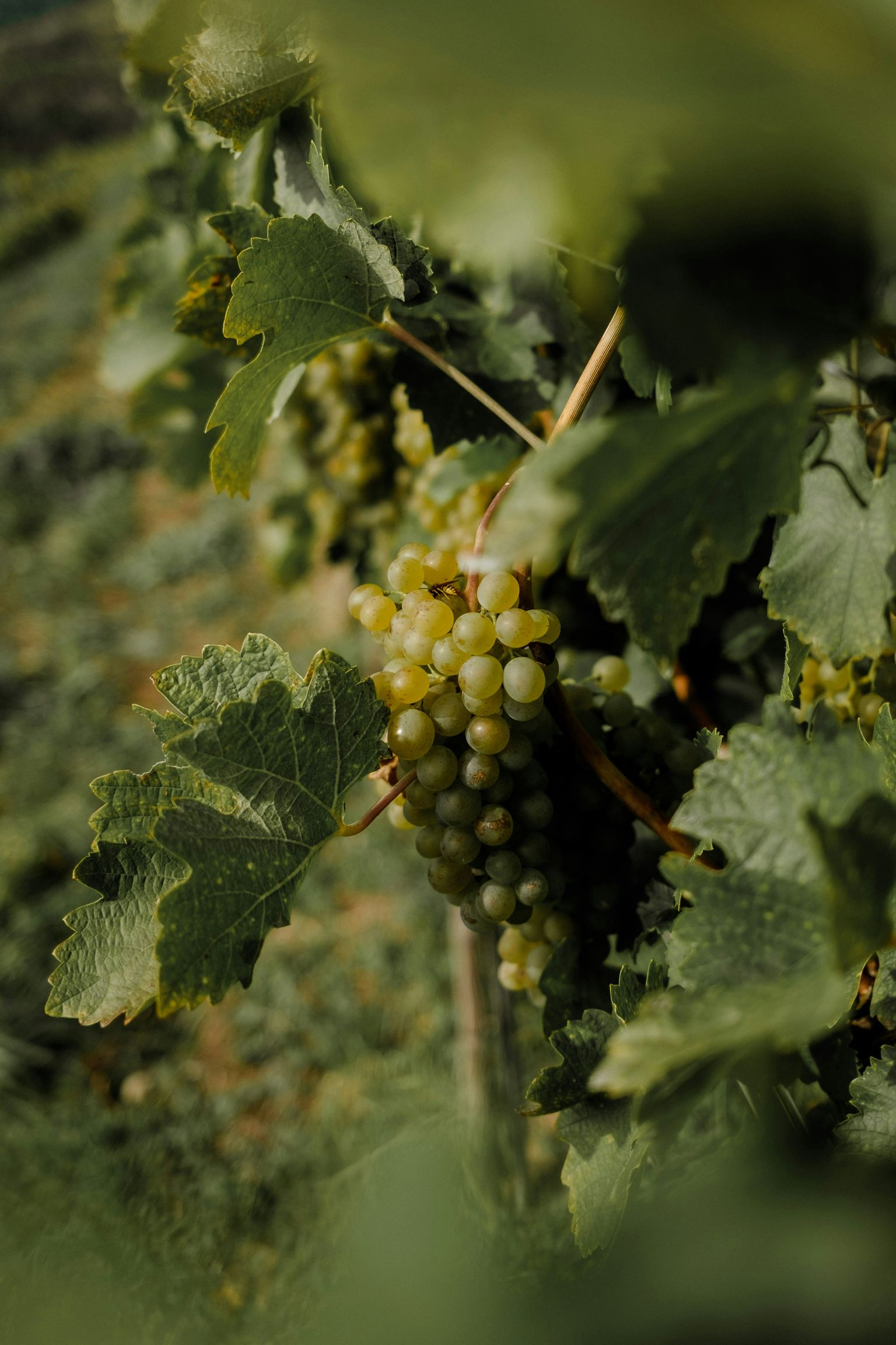 Reife Weinbeeren hängen an grünen Reben mit Blättern in natürlicher Umgebung.