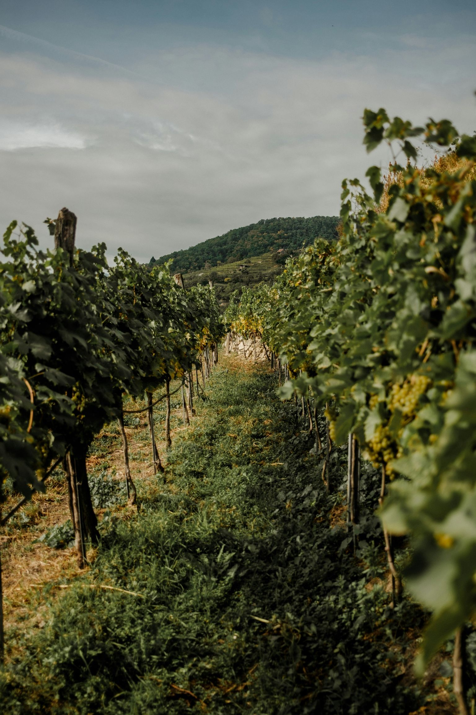 Weinberg mit grünen Reben und hügeliger Landschaft unter bewölktem Himmel.
