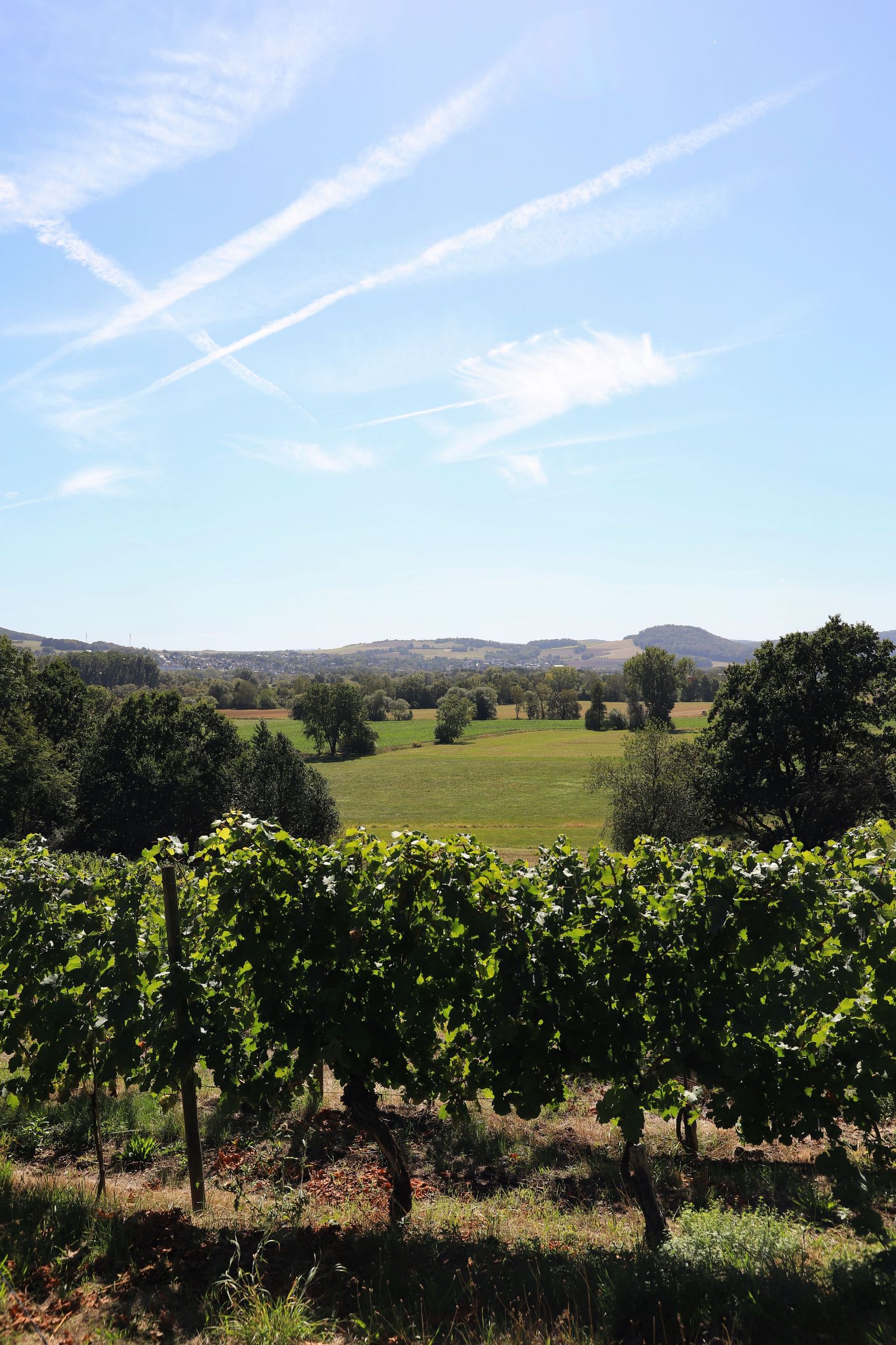 Weinberg mit grünen Reben unter blauem Himmel und sanften Hügeln im Hintergrund.