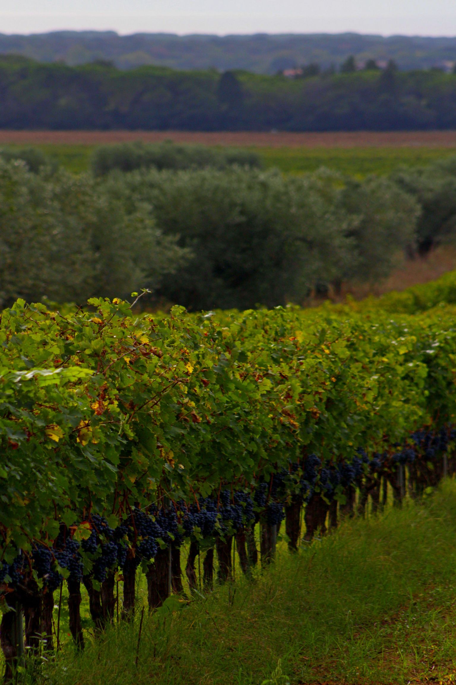 Reife Weinreben in sonniger Weinberglandschaft mit grünen Hügeln im Hintergrund.