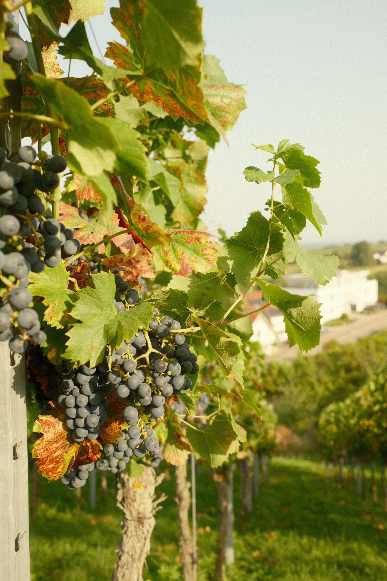 Reife Trauben an einer Weinrebe in sonniger Weinberglandschaft.