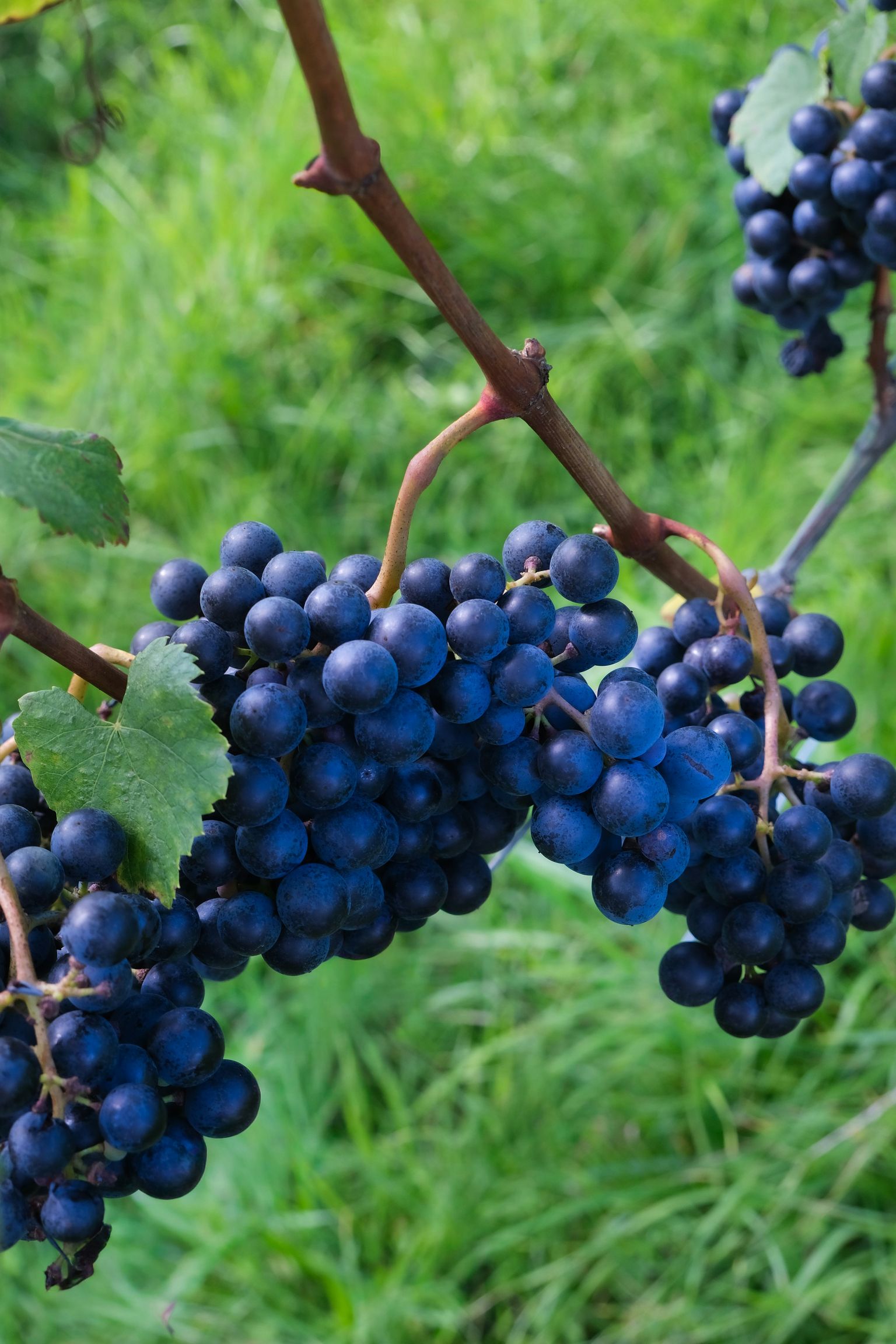 Reife Trauben in tiefviolett an einem Weinstock im Grünen.