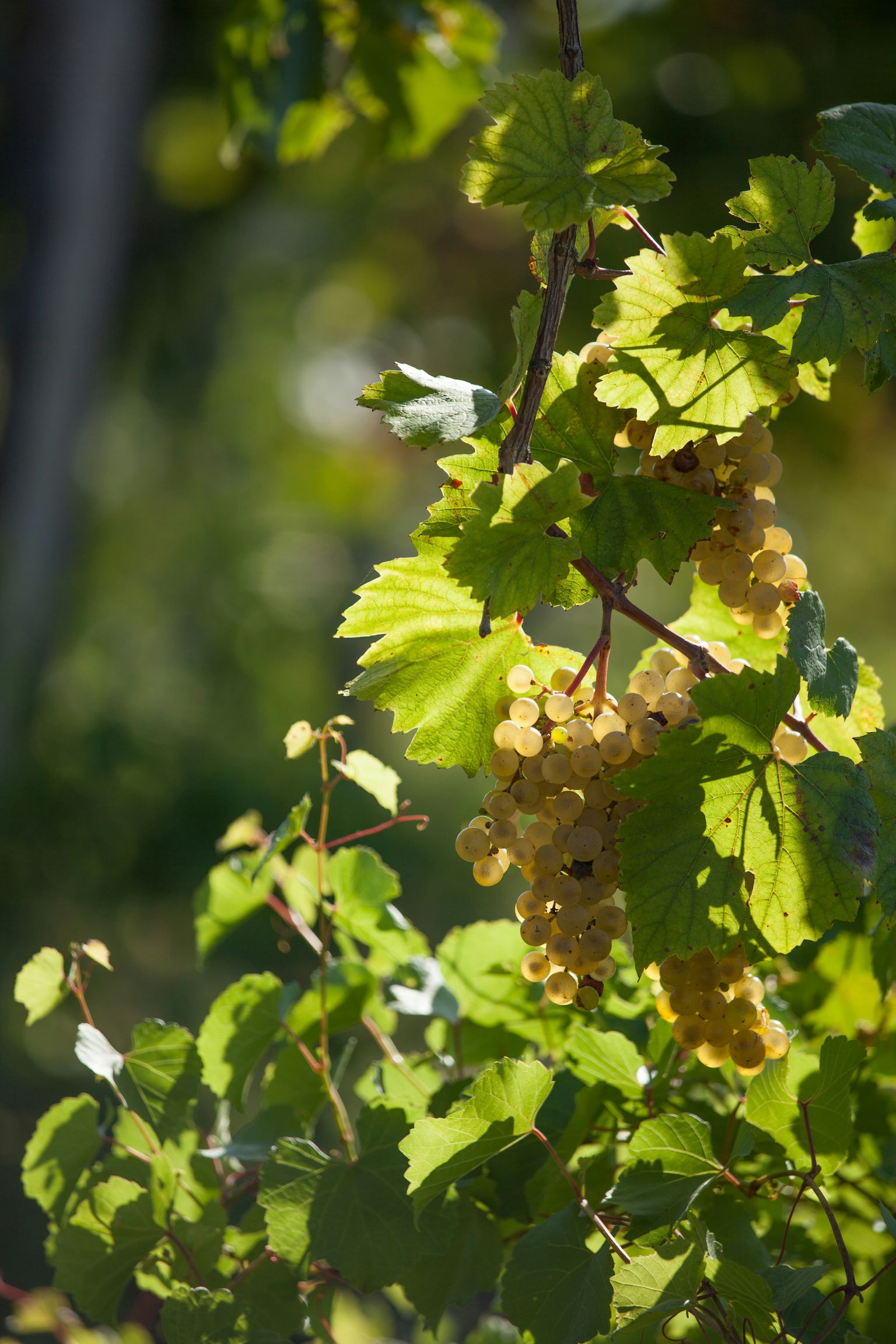 Reife Weinbeeren hängen an grünen Blättern in der Sonne.
