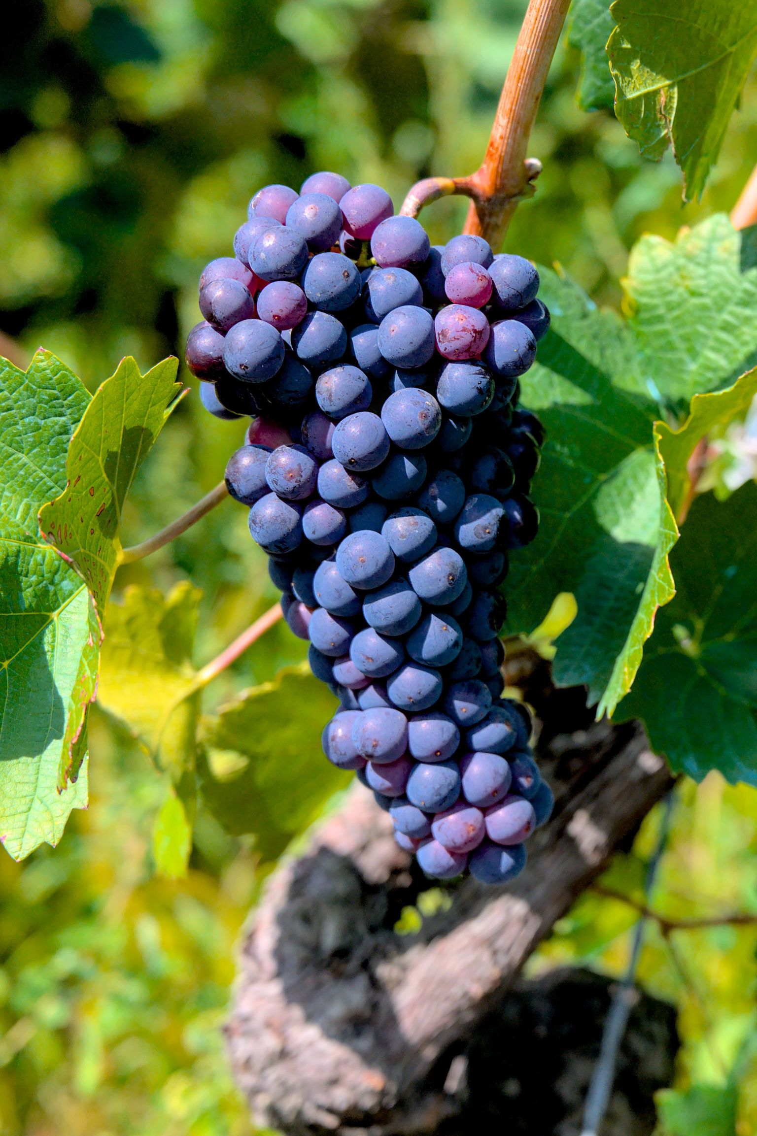 Reife Trauben an einer Weinrebe, umgeben von grünen Blättern.