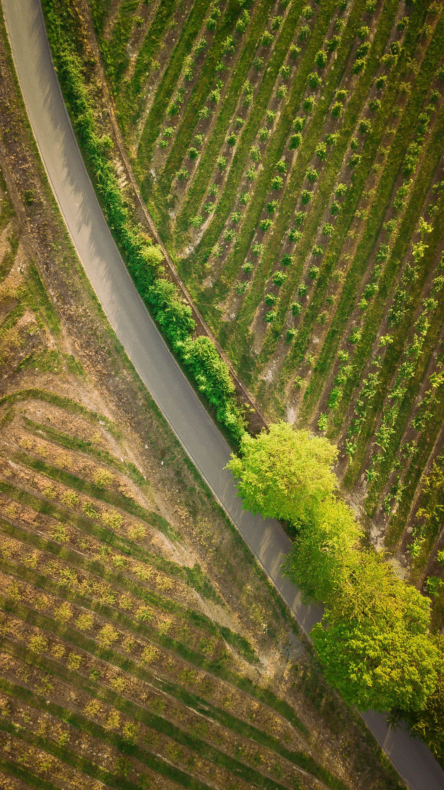 Aerial view: Kurvenreiche Landstraße durch grünes, gepflegtes Feld mit Baumgruppe in der Mitte.