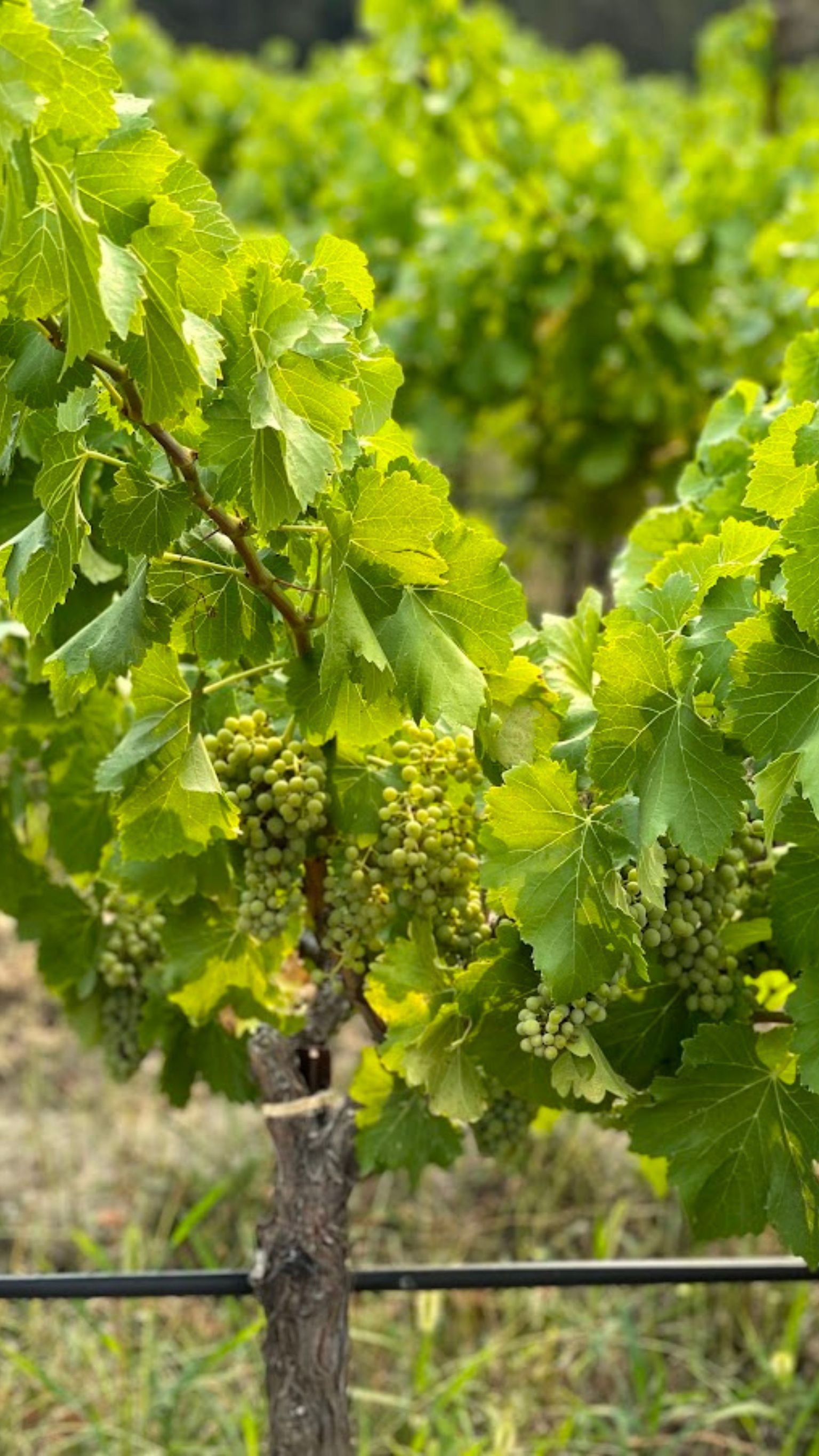 Reife Weinrebe mit grünen Trauben und frischem Blattwerk im Weinberg.