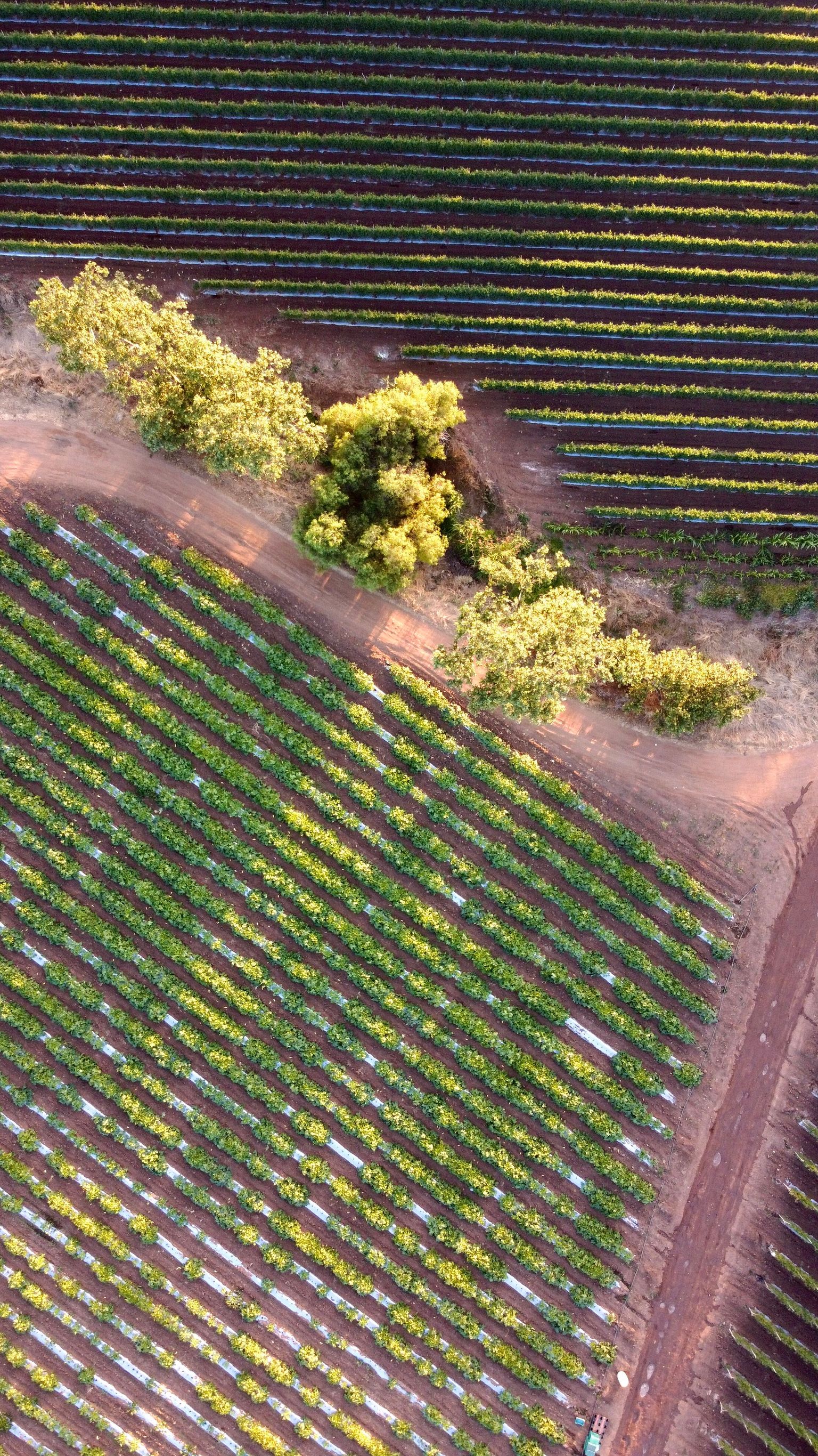 Aerial view: Geordnete Weinrebenfelder mit kleinen Baumgruppen inmitten der Reihen.
