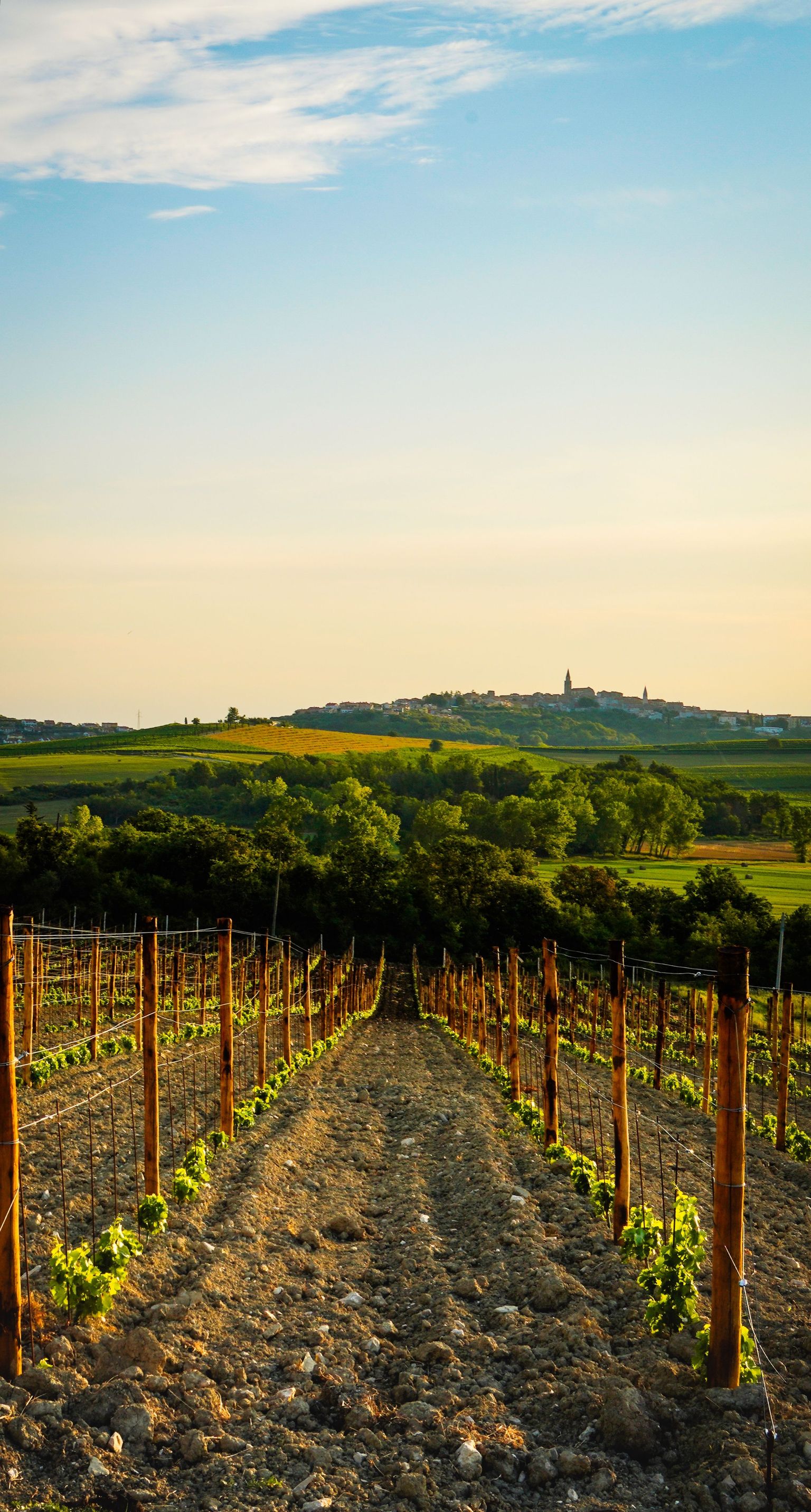 Weinberg mit Reben bei Sonnenuntergang, malerische Landschaft mit Hügeln im Hintergrund.