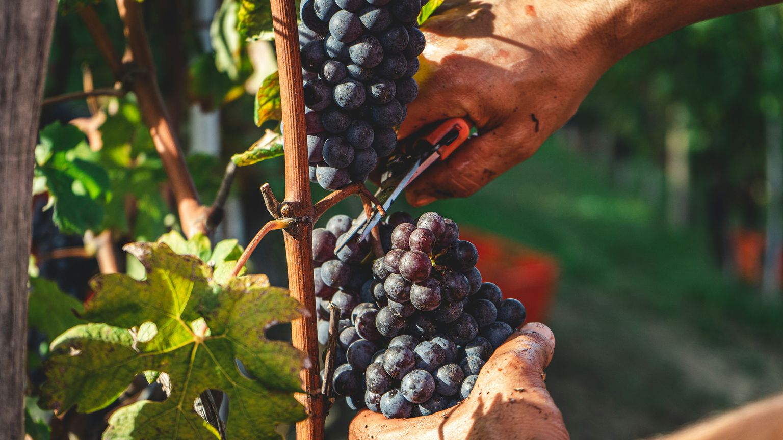 Hände ernten reife Trauben direkt vom Weinstock.
