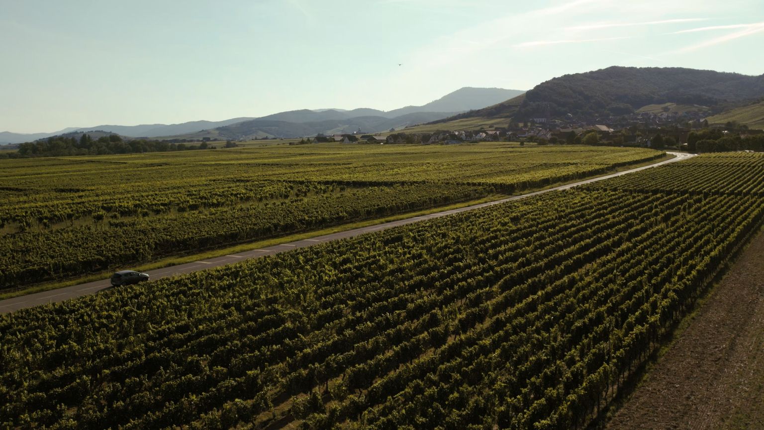 Weite, geordnete Weinberge mit Bergen im Hintergrund bei Sonnenschein.