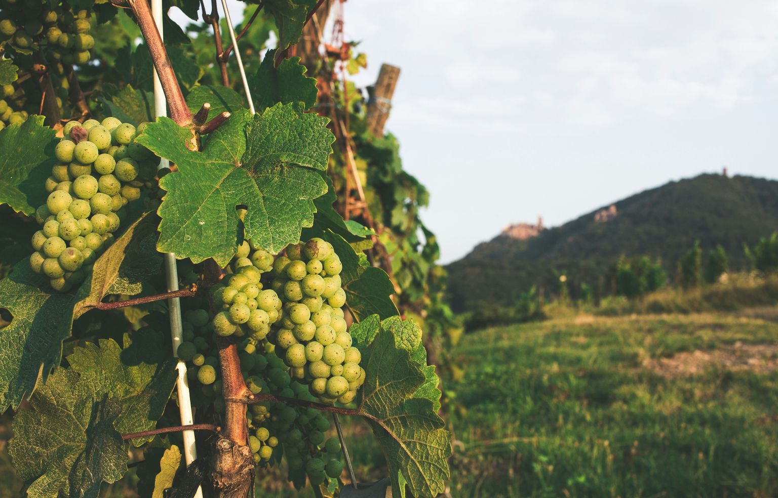 Reife Weinbeeren hängen an grünen Reben vor hügeliger Landschaft.