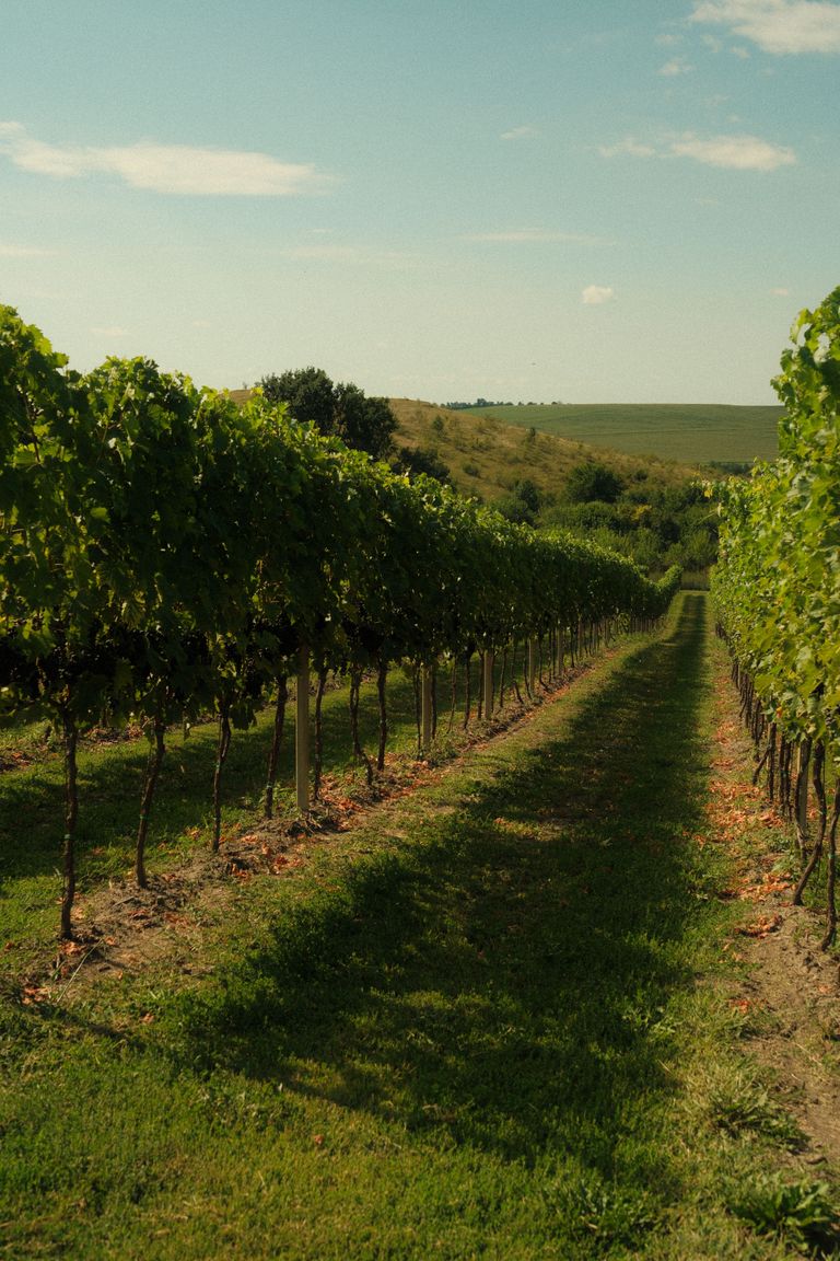 Weinberg mit gepflegten Reben und sonniger Landschaft, ruhige Naturidylle.