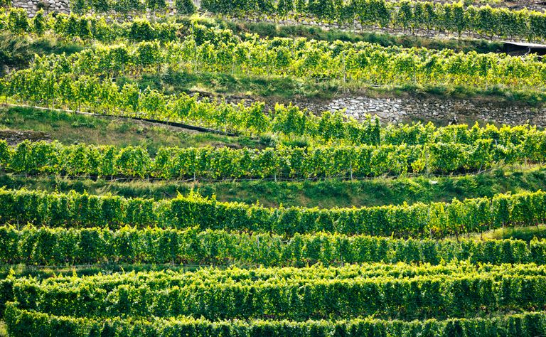 Übersicht über geordnete, grüne Reben in terrassierten Weinbergen.