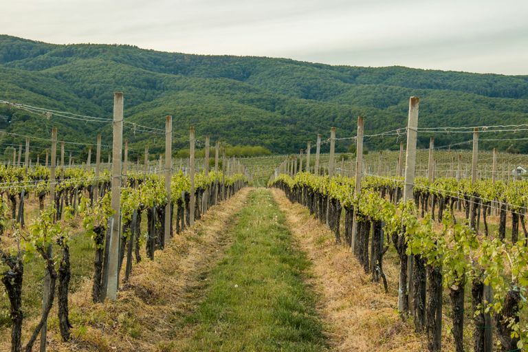 Weinberg mit Reihen junger Reben in hügeliger Landschaft, umgeben von Wäldern.