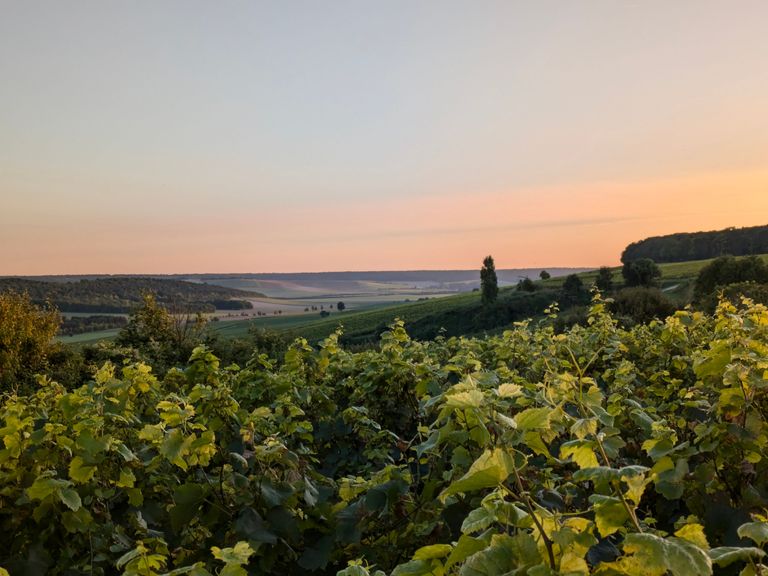 Sonnenuntergang über sanften Hügeln und grünen Weinbergen.
